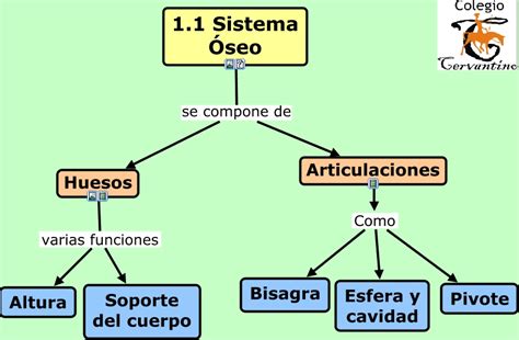 Sistema óseo