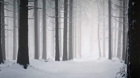 Forest Trees Snow Winter Mist Path Nature Hd Wallpaper