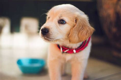 Puppies at this age are beginning to explore their environments and will be able to find the dish. My dog won't drink water: Top 5 reasons and best solutions ...