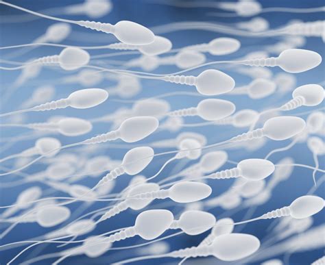 Les Différentes Anomalies Des Spermatozoïdes Oats