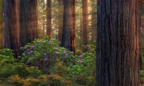Forests On South Oregon Purple Rhododendron Landscape Desktop Hd