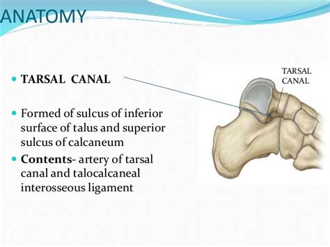 Sinus Tarsi Anatomy Anatomical Charts And Posters