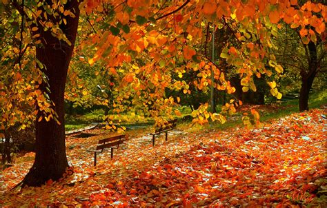Autumn Leaves Wallpapers Photos Eazy Wallpapers