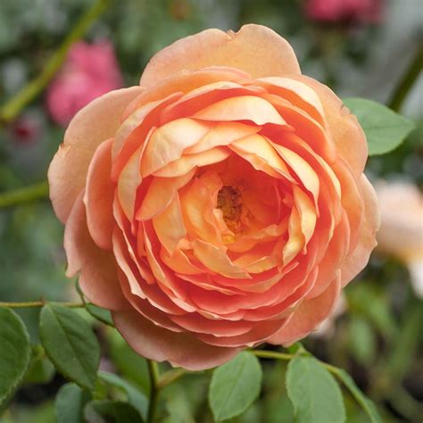 David Austin Roses Lady Of Shalott Stratford Garden Centre