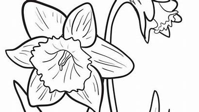 Daffodil Flowers Coloring Daffodils Pages Outline Colouring