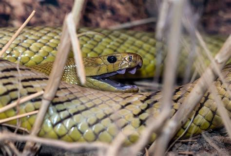 Inland Taipan Inland Taipan Indian Cobra Poisonous Snakes Types Of