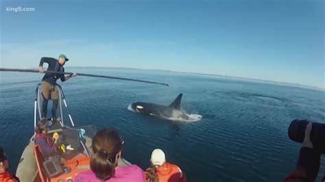 Southern Resident Orca Hunting Behavior Studied For Clues To Survival