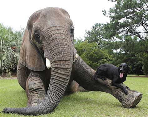 15 Unusual Animal Friendships That Will Melt Your Heart Bored Panda