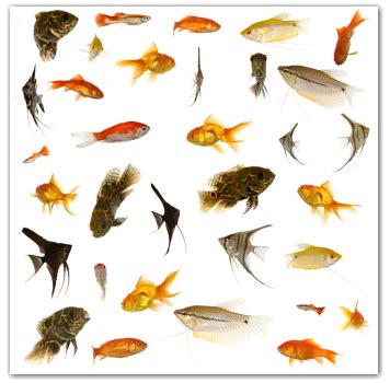 In these page, we also have variety of images available. Can I Purchase Live Aquarium Fish on the Internet ...