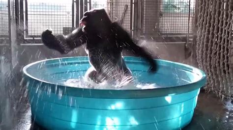 Dallas Zoos Breakdancing Gorilla Makes A Big Splash Fox News
