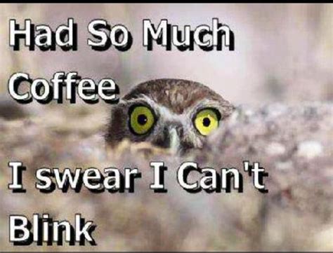 Too Much Coffee Humor Owl Coffee Coffee Meme Too Much Coffee