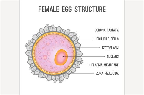 Female Egg Structure Custom Designed Illustrations Creative Market