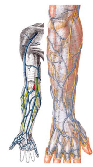 Veins And Lymph Nodes From Arm Diagram Quizlet