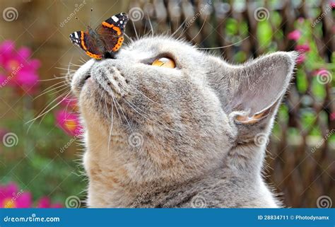 Butterfly Lands On Nose Of Cat Stock Image Image Of Pink Land 28834711
