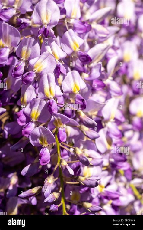 Purple Wisteria Sinensis Flowers In April Hampshire England Uk Stock