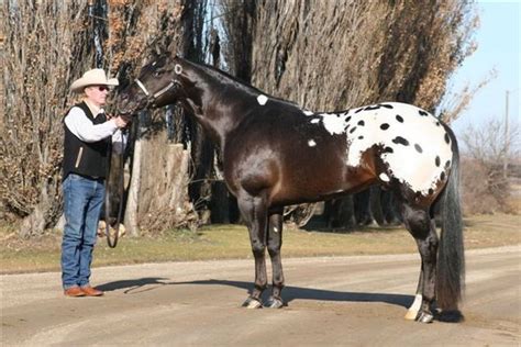 World And National Champion Aphc Stallion Standing At Stud Horseclicks