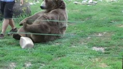 grizzly bear meets human what happens next is incredible youtube