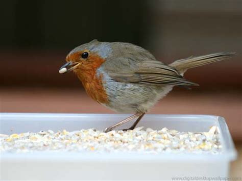 He routinely chooses the despised things of the world in order to confound the mighty, and he uses the foolish to bring the strong down to nothing. Bird - Robin Red Breast Eating Bird Seed | Robin red ...
