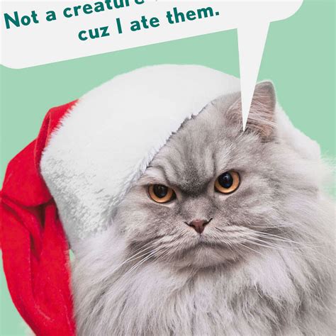 Santa Cat Funny Christmas Card Greeting Cards Hallmark