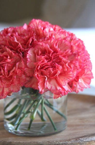 How To Grow Carnations Tips To Get Results Carnationflower Flowergardening Carnation