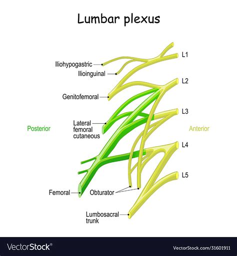 Lumbar Plexus Clinical Anatomy Spinal Nerves Vector Image