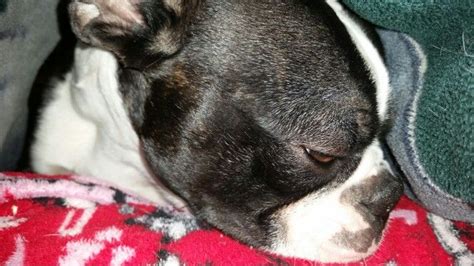 Zargo Isnt Enjoying The Snowy Weather Snowy Weather Boston Terrier