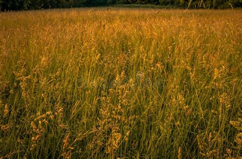 An Open Field Of Tall Grass In The Summer Twilight Stock Photo Image
