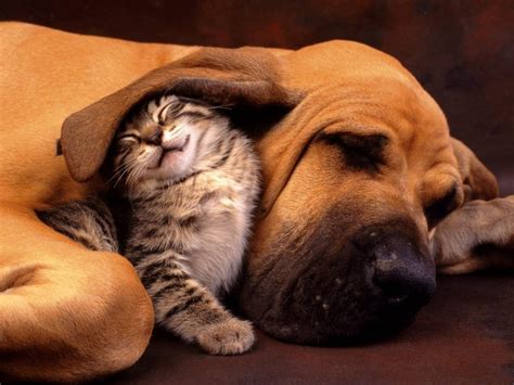 Cuteandcool Pets 4u Cute Cats And Dogs Pictures