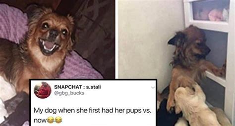 27 Heckin Good Doggo Memes To Lift Your Spirits Funny Dog Memes