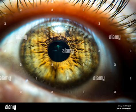 Hazel Eye Hi Res Stock Photography And Images Alamy