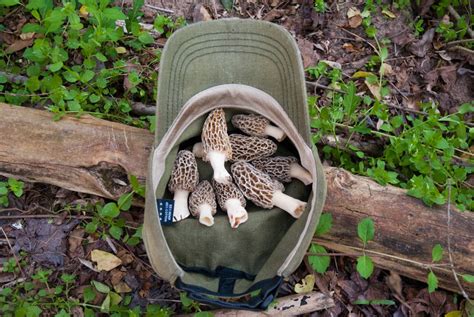 Morel Season Started In Georgia New Update Mushroom Hunting And