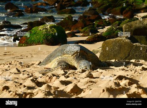 Endangered And Protected Hawaiian Green Sea Turtle Chelonia Mydas