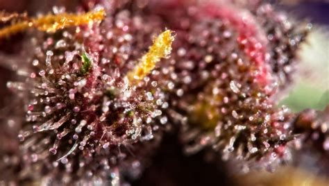 Why Do Some Cannabis Buds Turn Purple Fast Buds Autoflowering
