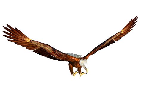 Images Of Eagles Soaring Clipart Best