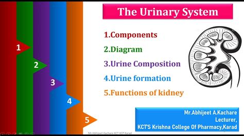 10 The Urinary System Youtube