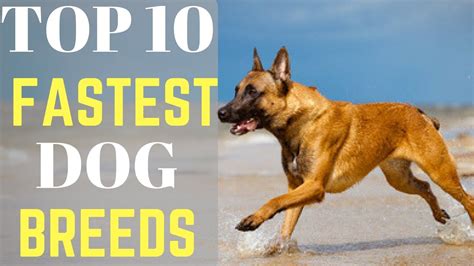 Top 10 Fastest Dog Breeds In The World Youtube