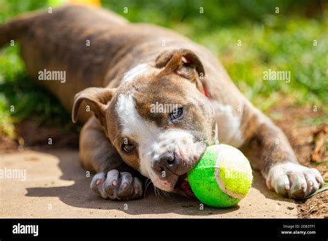 A Blue Brindle American Staffordshire Puppy Playing In The Backyard On