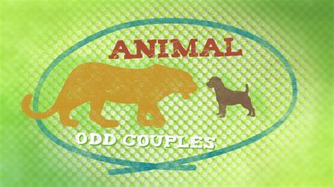 Animal Odd Couples 2013