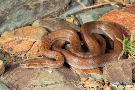 Boaedon Capensis Brown House Snake Tyrone Ping Harmless Snake