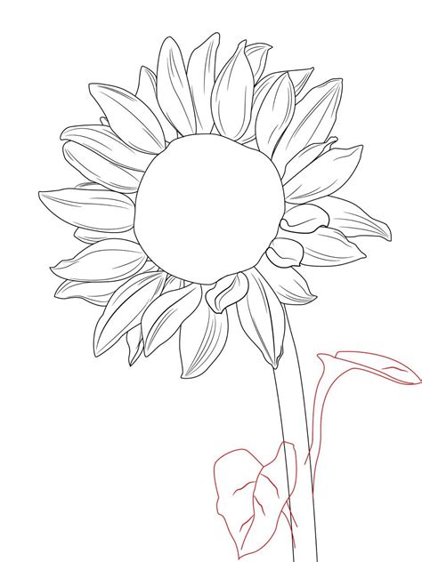 Sunflower Drawing Template At Getdrawings Free Download