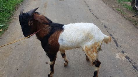 Live Male Goat Style Fresh At Best Price In Gondia Reyansh