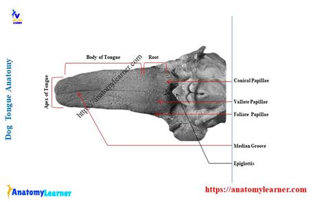 Dog Tongue Anatomy With Labeled Diagram Muscles Papillae Glands