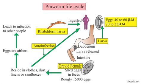Pinworm Infection Symptoms Anus Diagnosis Treatment
