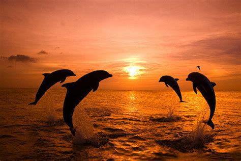 Wallpaper Dolphin Sunset Wallpapersafari