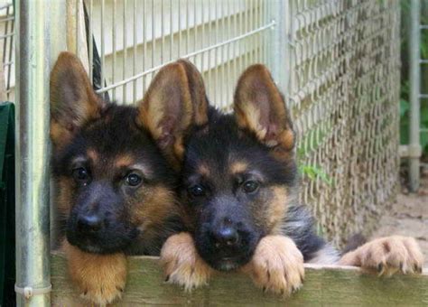 German Shepherd Puppies For Sale In Michigan Petsidi