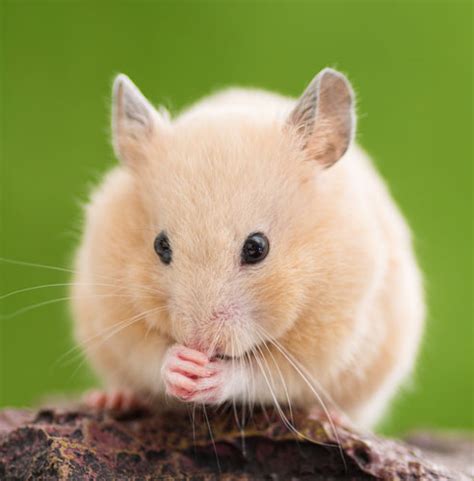 Caring For Your Syrian Or Golden Hamster
