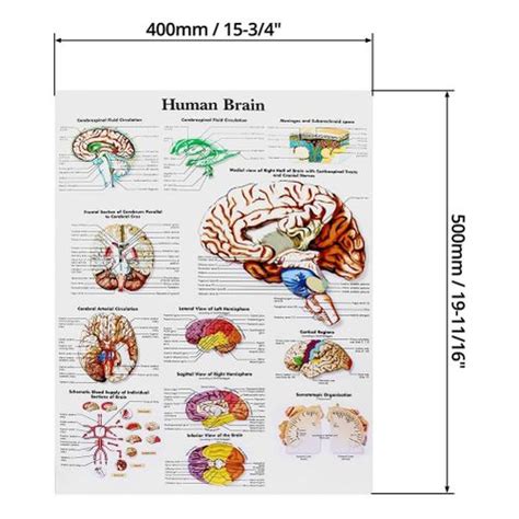 Shop Generic Brain Anatomy Poster 2 Pack Laminated Human Brain Chart