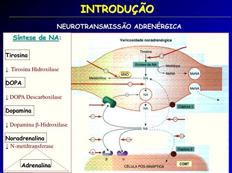 Quais São Os Principais Efeitos Dos Receptores B1 Agonista Adrenérgicos