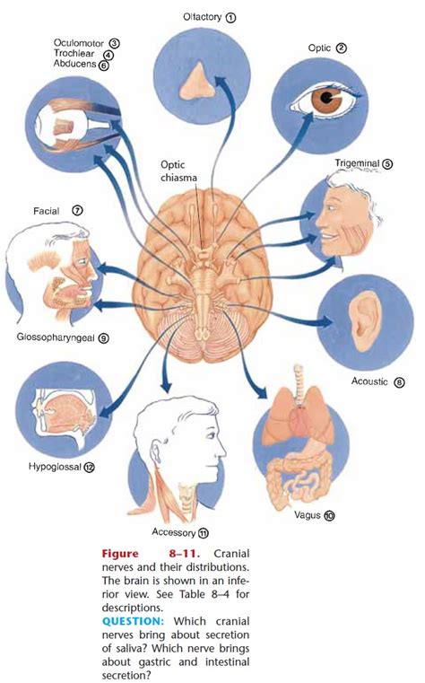Cranial Nerves Hot Sex Picture