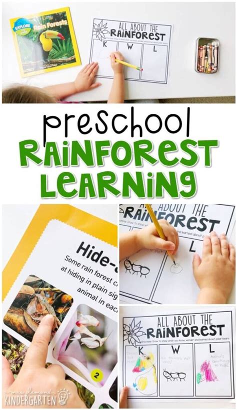 Preschool Rainforest Mrs Plemons Kindergarten